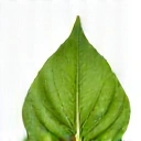 Green leaf icon representing natural ingredients